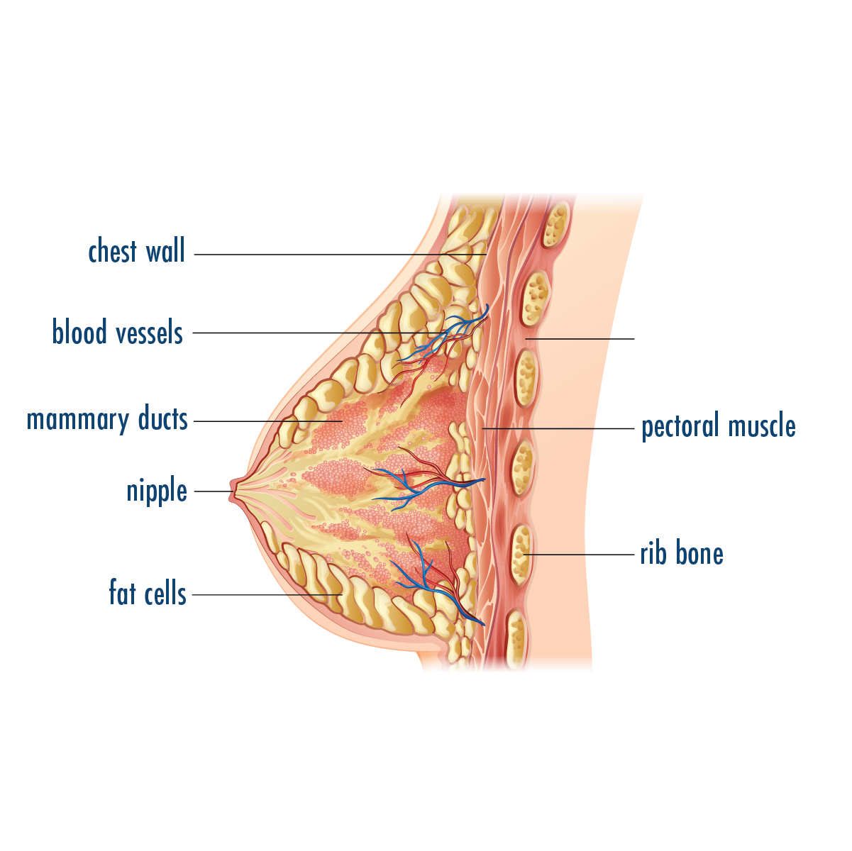 Diagram of breast